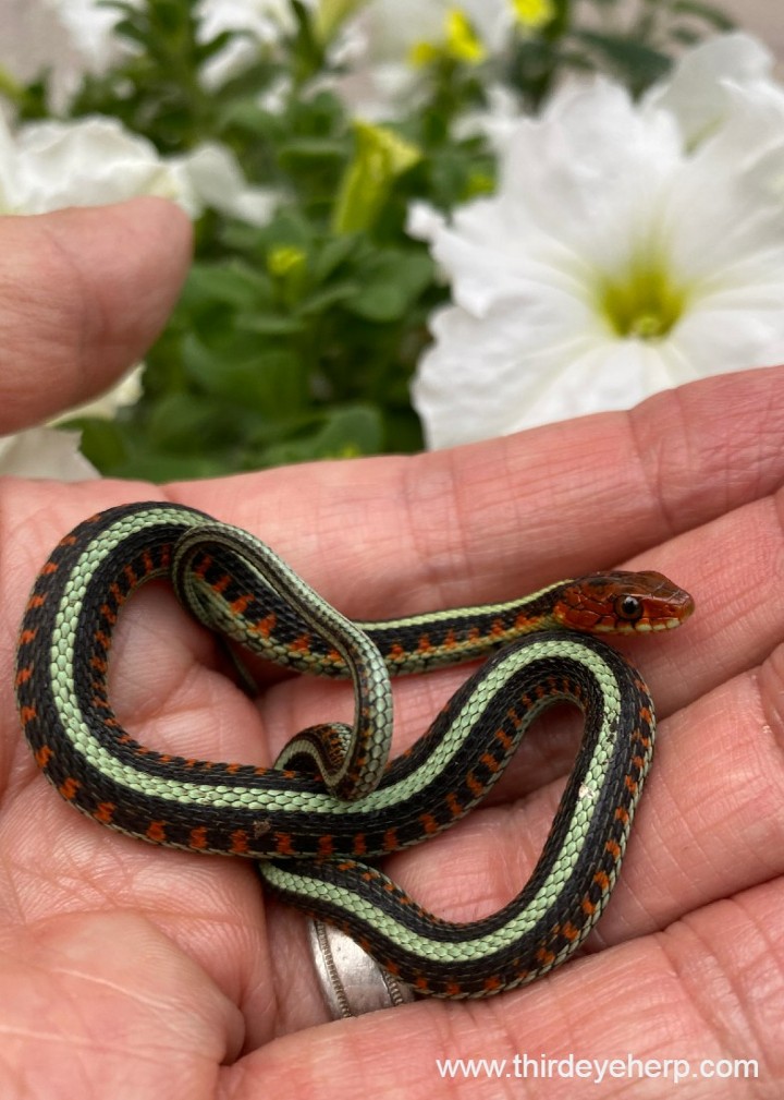 California Red-sided Garter Snake